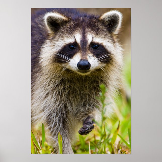 Poster Le raton laveur Procyon est un phénomène répandu 3 (Devant)