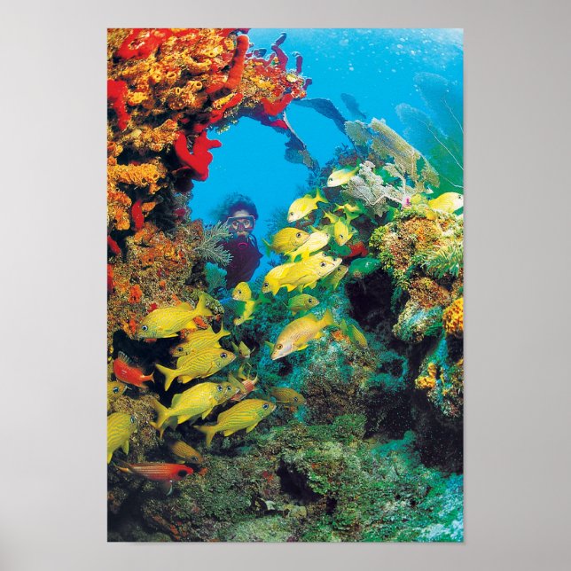 Poster Le récif de Floride dans les Keys de Floride (Devant)