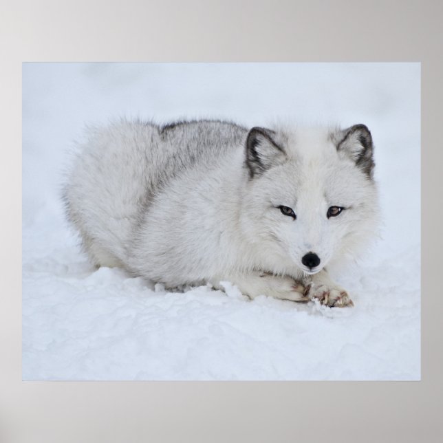 Poster Le renard arctique dans la neige (Devant)
