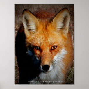 Poster Le Renard Rouge de l'Arkansas