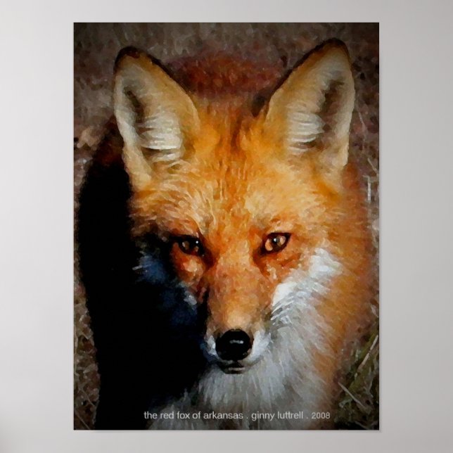 Poster Le Renard Rouge de l'Arkansas (Devant)