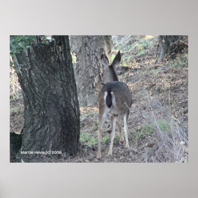 Poster Le retour des cerfs (Devant)