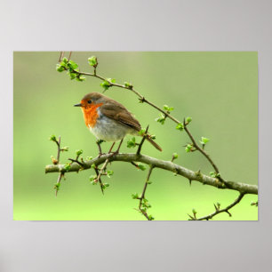 Poster Le Robin