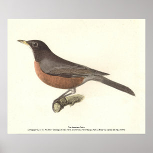 Poster Le Robin américain (Turdus migratorius) NY Birds