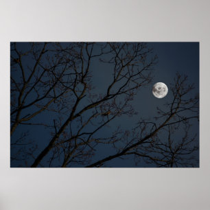 Poster Le Robin et la lune