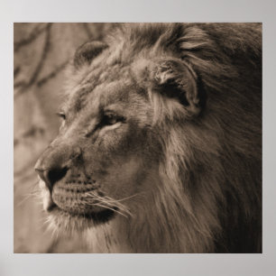 Poster Le roi