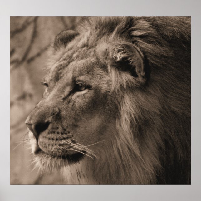 Poster Le roi (Devant)