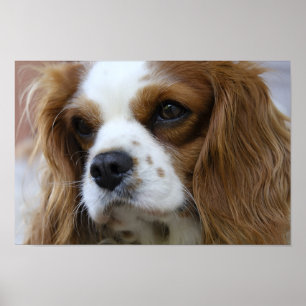 Poster Le roi Charles Spaniel