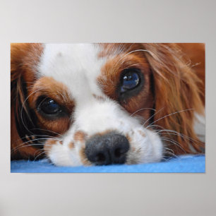 Poster Le Roi renversant Charles Cavalier