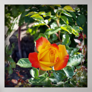 Poster le rose