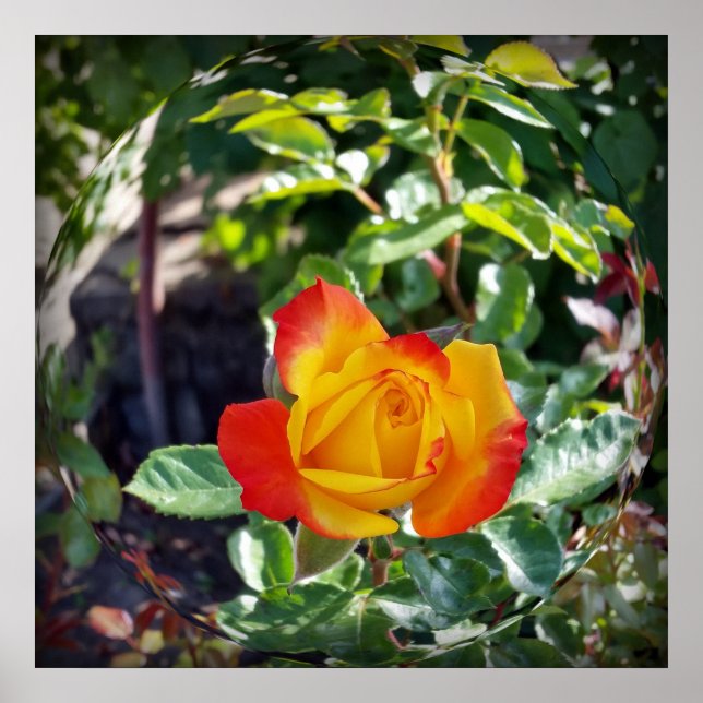 Poster le rose (Devant)