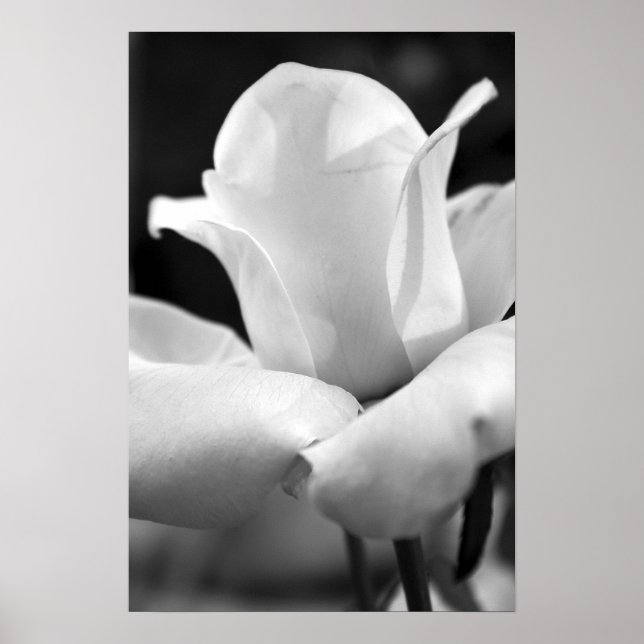 Poster Le Rose d'Anna (Devant)