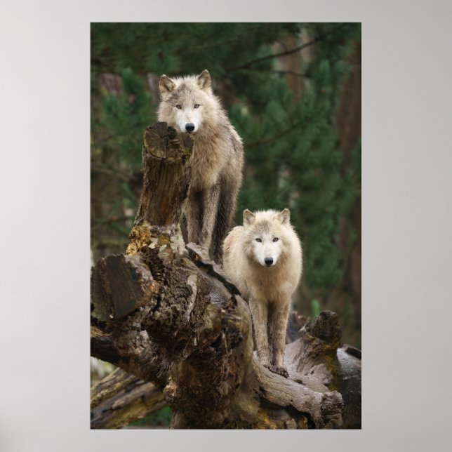 Poster Le royaume des loups blancs (Devant)