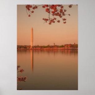 Poster Le Sakura de Washington est sunset.