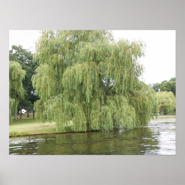 Poster Le saule pleuvoir (Devant)