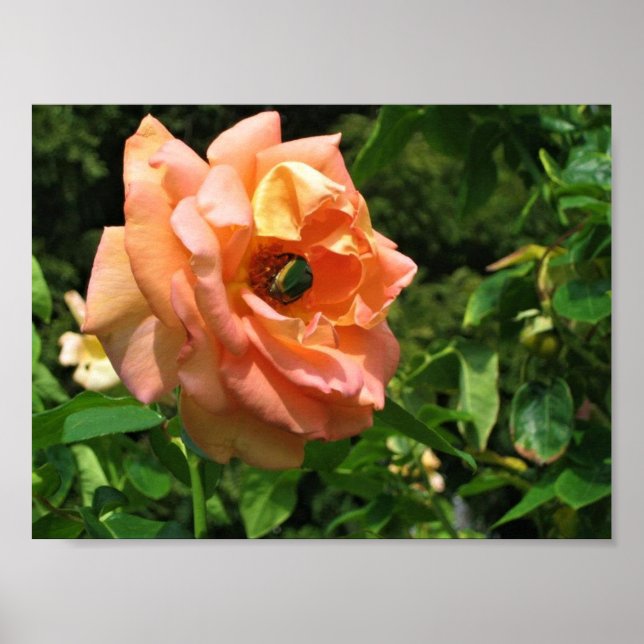 Poster Le scarabée sur un Rose (Devant)