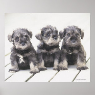 Poster Le Schnauzer miniature est une race de petit chien