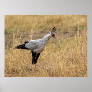 Poster Le secrétaire Bird sur la chasse