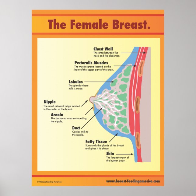 Poster Le sein féminin (Devant)