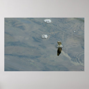 Poster Le serpent à souris sort la tête de l'eau