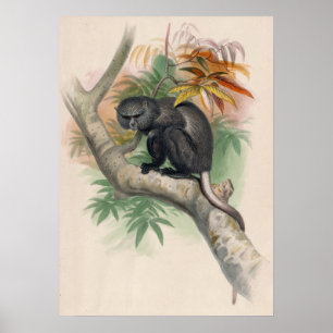 Poster Le singe Pluto par Joseph Wolf