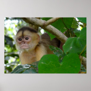 Poster Le singe voient…