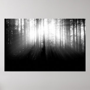 Poster Le soleil brille à travers les arbres dans la forê