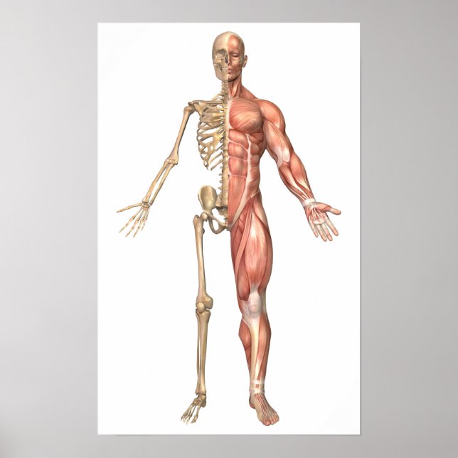 Poster Le Squelette Humain Et Le Système Musculaire, Avan (Devant)