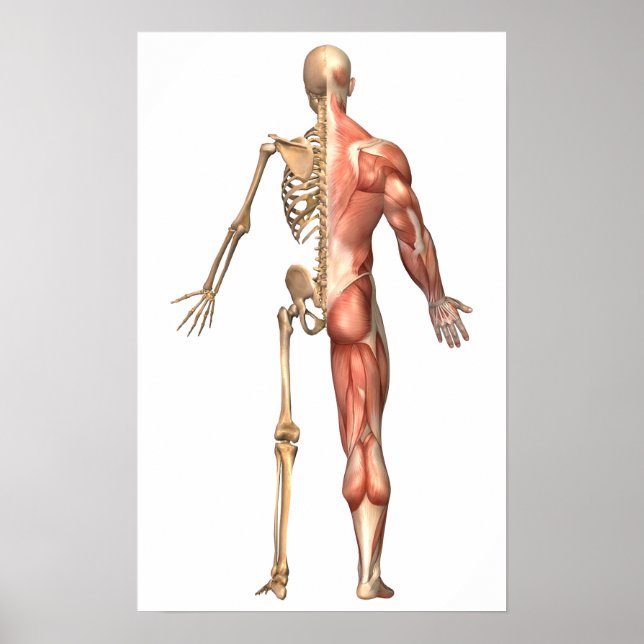 Poster Le Squelette Humain Et Le Système Musculaire, Reto (Devant)