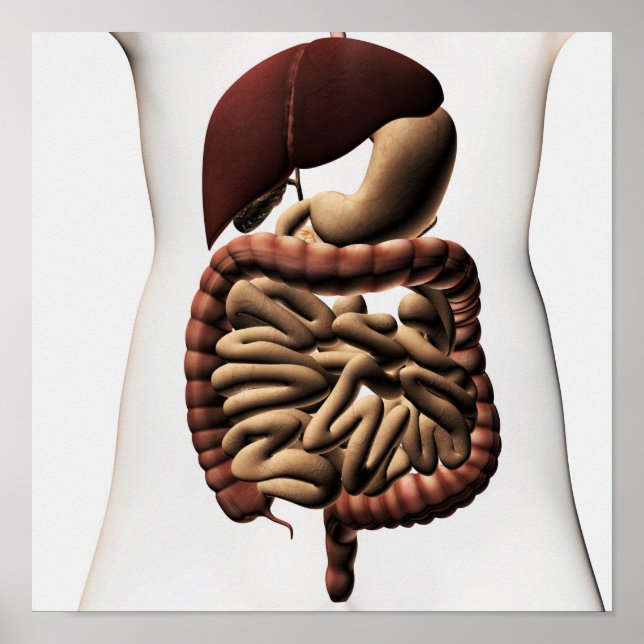 Poster Le système digestif humain 5 (Devant)