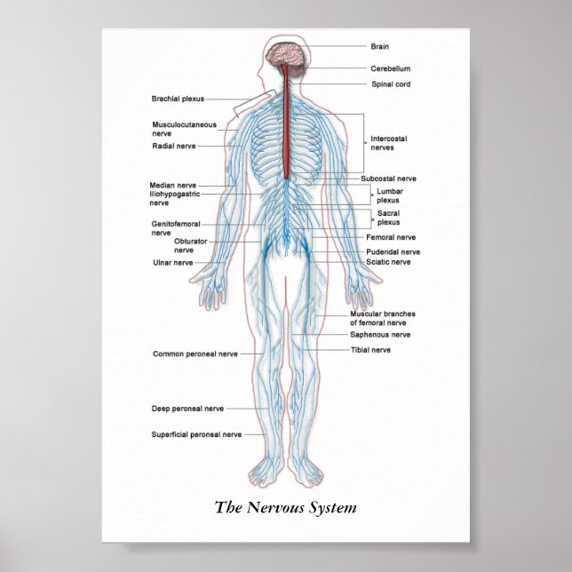 Poster Le système nerveux (Devant)