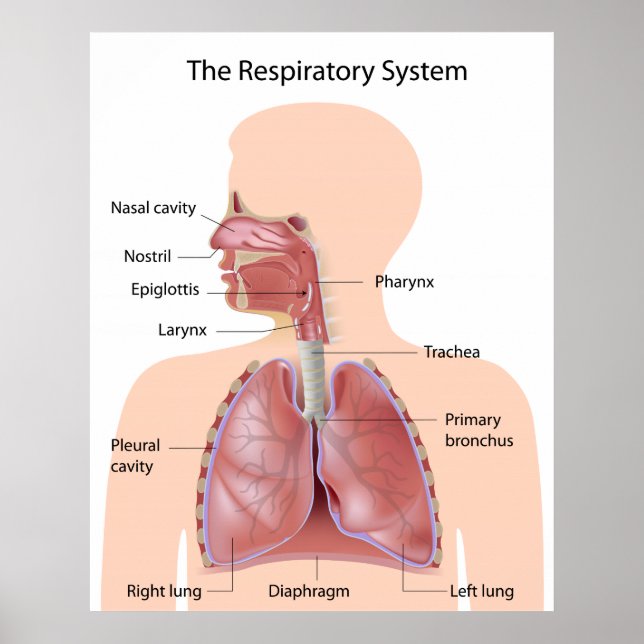 Poster Le système respiratoire marqué imprimé (Devant)
