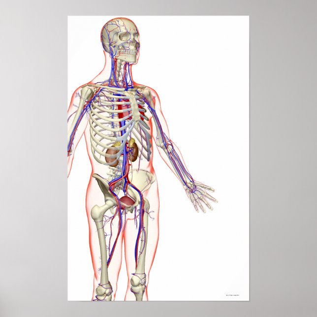 Poster Le système urinaire (Devant)