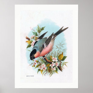 Poster "Le taureau"