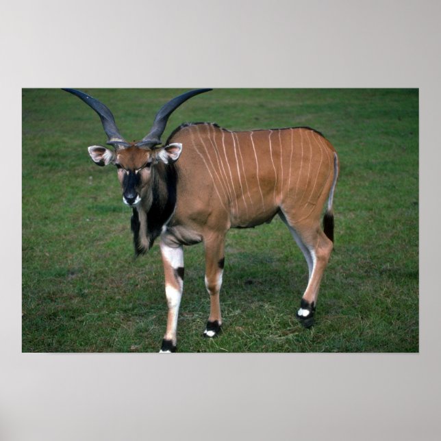 Poster Le taureau Eland-young de Lord Derby (Devant)
