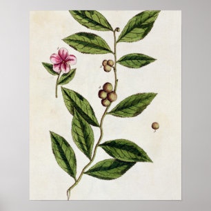 Poster Le thé vert, plaquent 351 "d'un de fines herbes