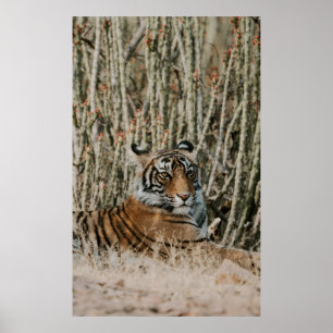 POSTER LE TIGER DANS LA SAUVAGE REPOSANT