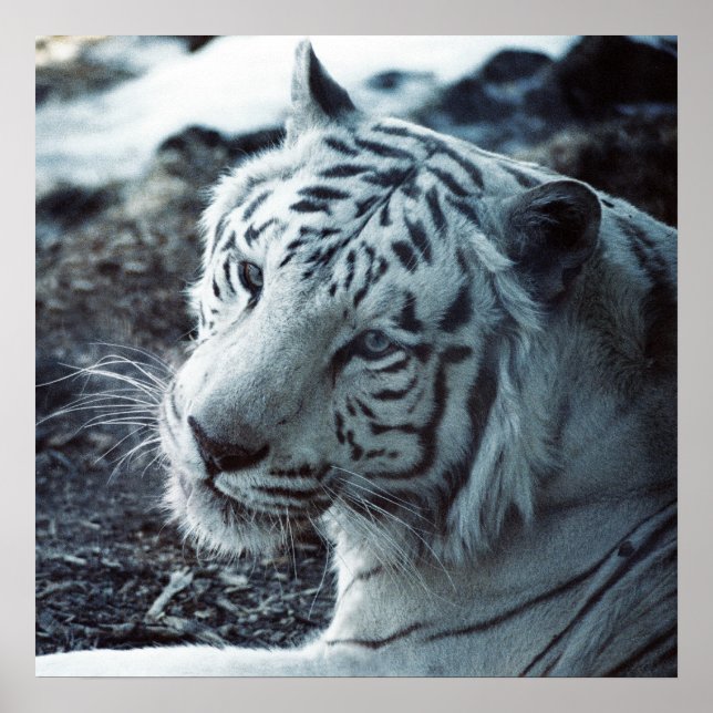 Poster Le tigre blanc (Devant)