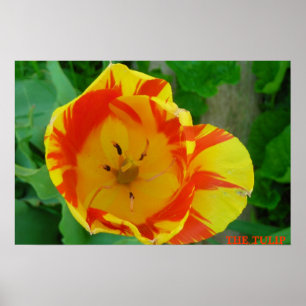 POSTER LE TULIP