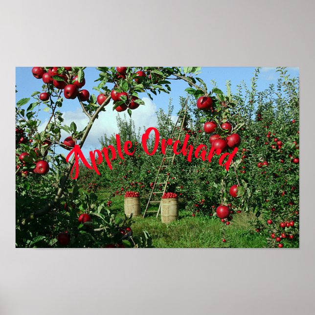 Poster Le verger Apple (Devant)