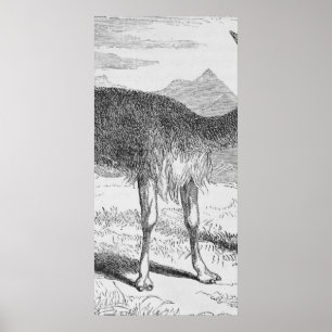 Poster Le Vicuna du Rio de Janeiro