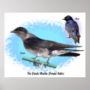 Poster Le violet Martin