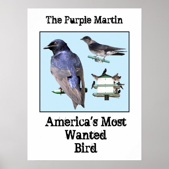 Poster Le violet Martin (Devant)