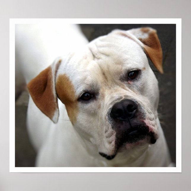 Poster Le visage de Bulldog américain (Devant)