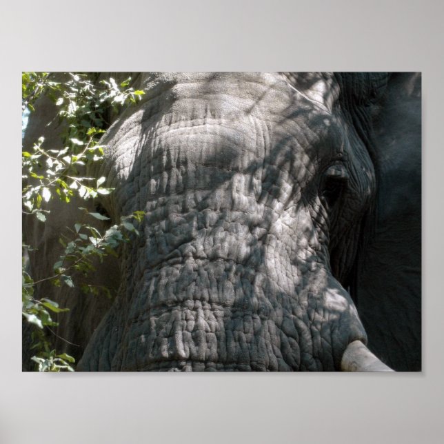 Poster Le visage de l'éléphant (Devant)