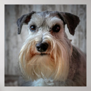 Poster Le visage de Schnauzer Dog