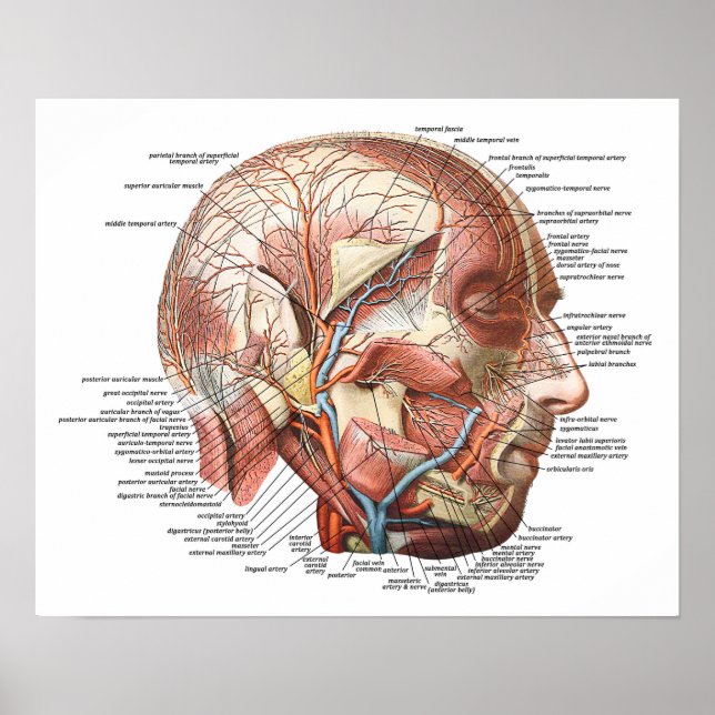 Poster Le visage et la tête humains (Devant)