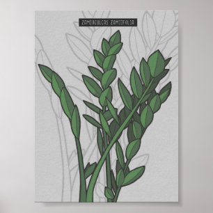 Poster Le Zamioculcas zamiifolia ZZ projette