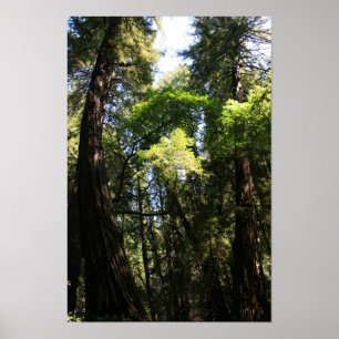 Poster "Leaning Giants", Muir Woods