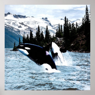 Poster Leaping Orca